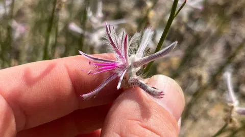 Plant believed extinct for 60 years suddenly reappears