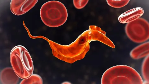 Scientists discover ancient single-celled ancestors still live on in your blood