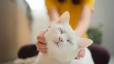 Scientists say house cats could help unlock new cancer treatments for humans