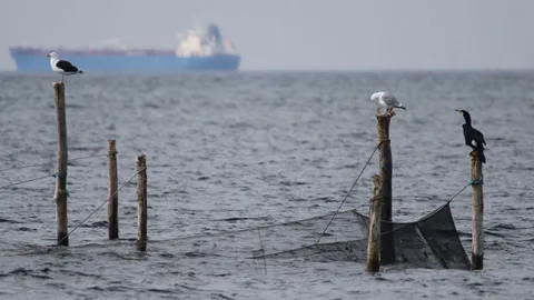 Seabirds weren’t fooled by a scarecrow-like buoy with rotating