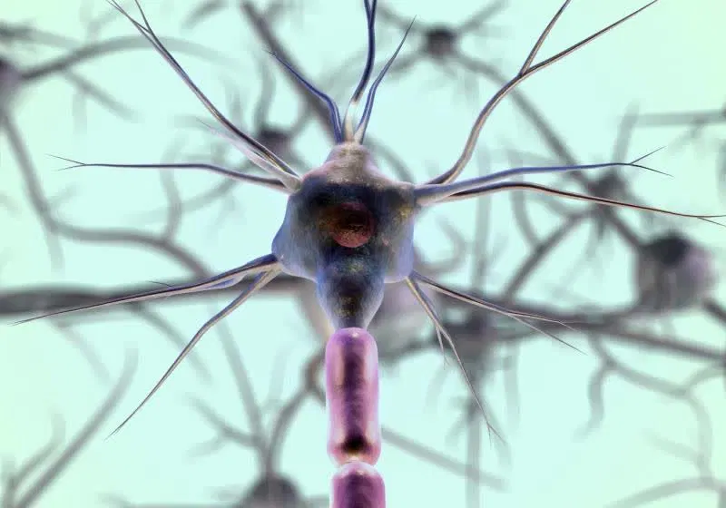 Stanford researchers say the brain is actually two organs pretending to be one