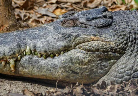 AI image of crocodile in reservoir triggers search and leaves Singapore man facing 10 years in prison